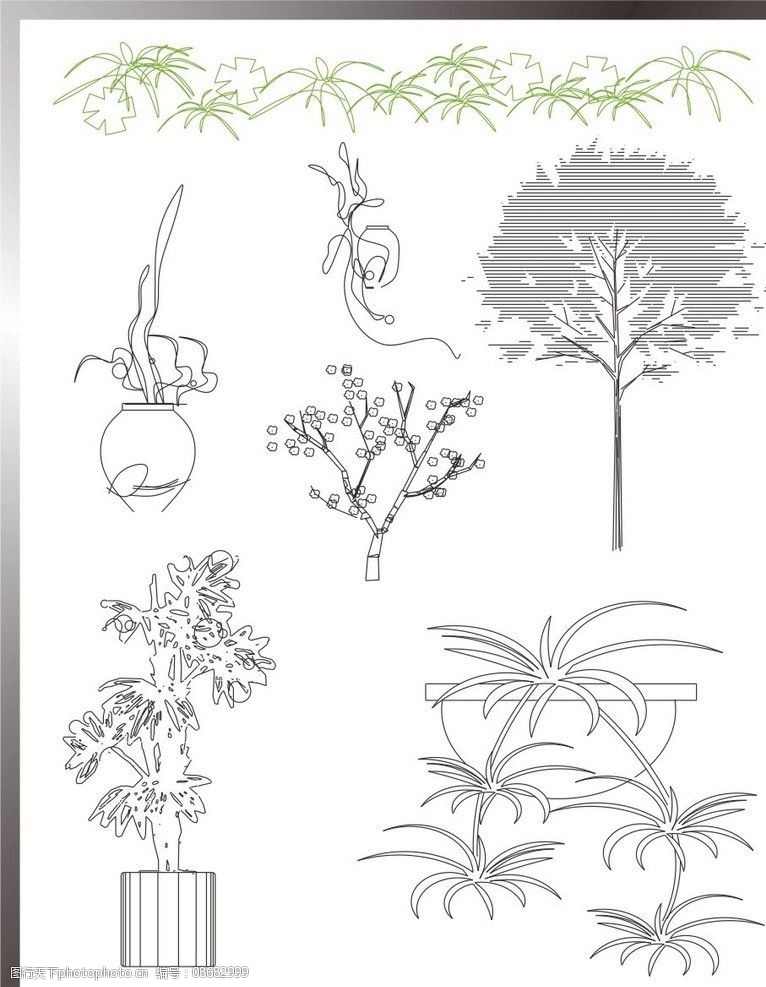 植物立面图图片