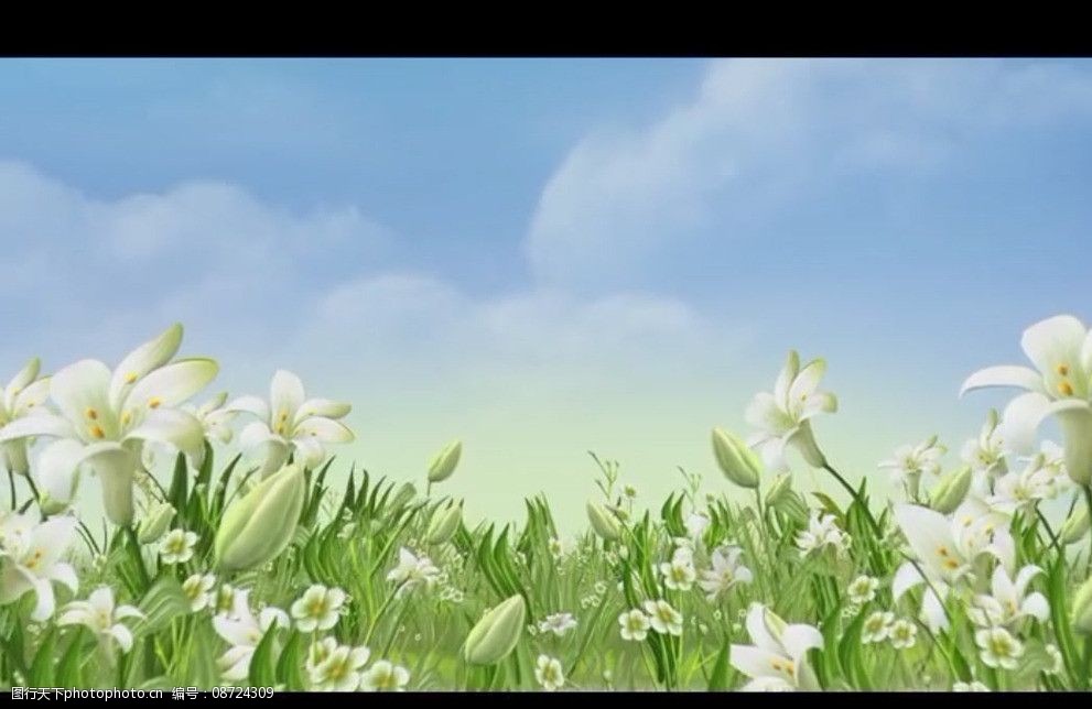 百合花背景视频素材