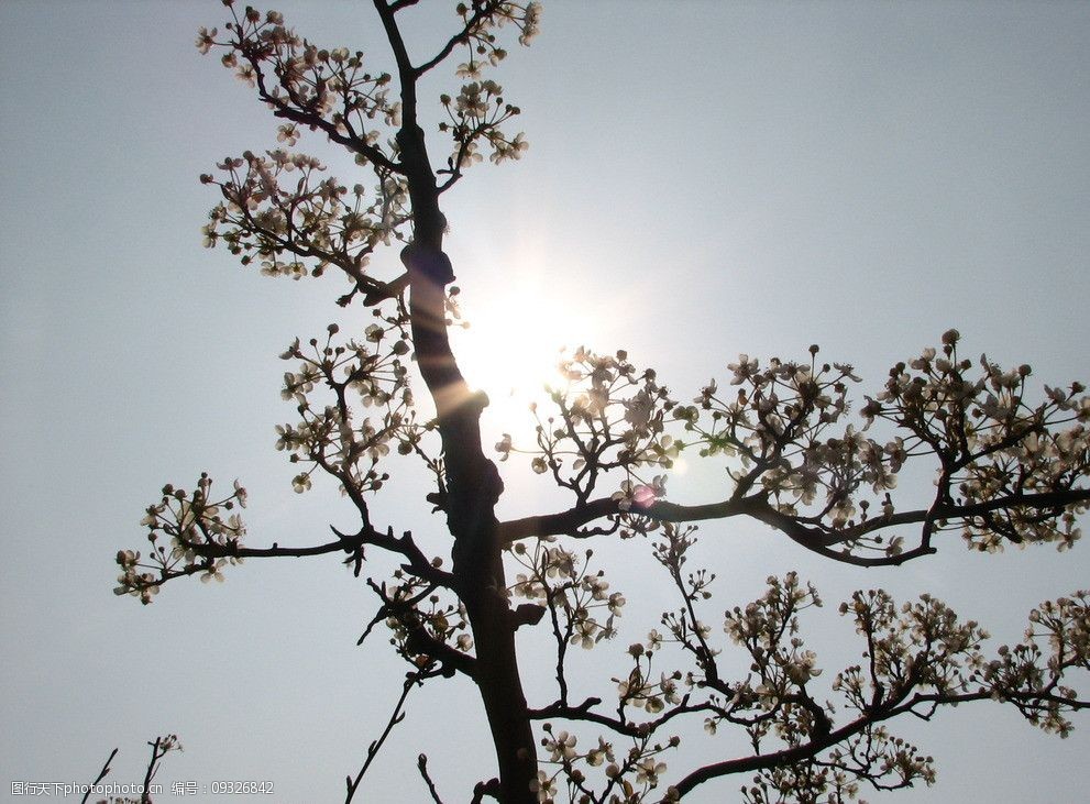 關鍵詞:梨花樹 逆光 唯美 梨花 陽光 意境 樹木樹葉 生物世界 攝影