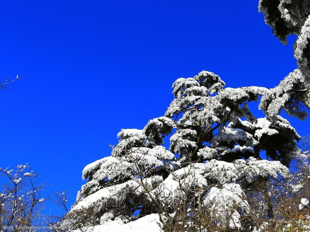 關鍵詞:黃山雪景 黃山 冬季 松樹 白雪 積雪 藍天 自然風景 自然景觀