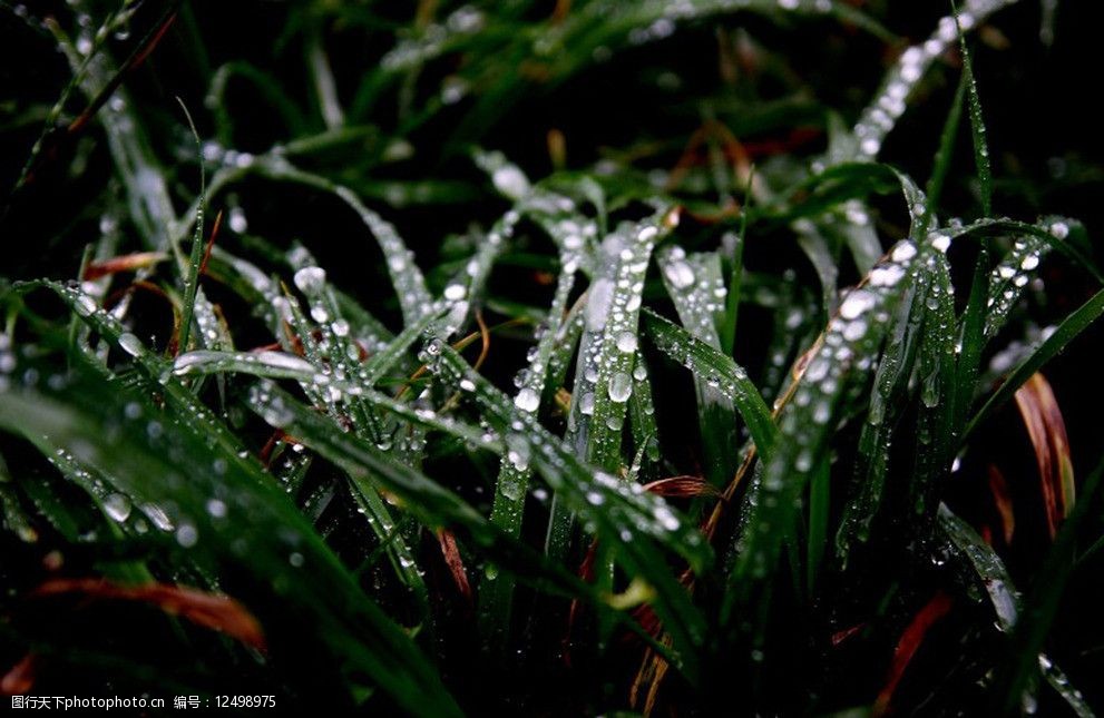 雨后初晨图片