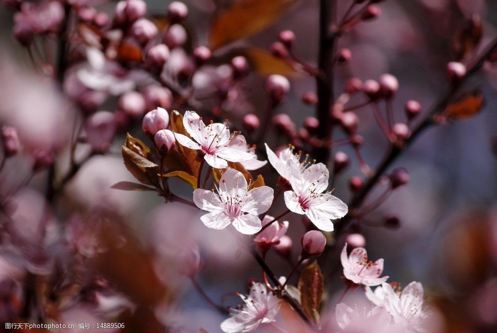 春天盛开樱花高清图片