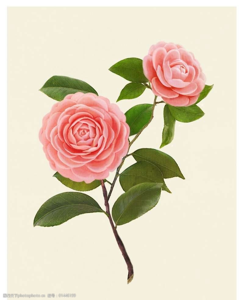 盛开的粉色月季图片-图行天下图库