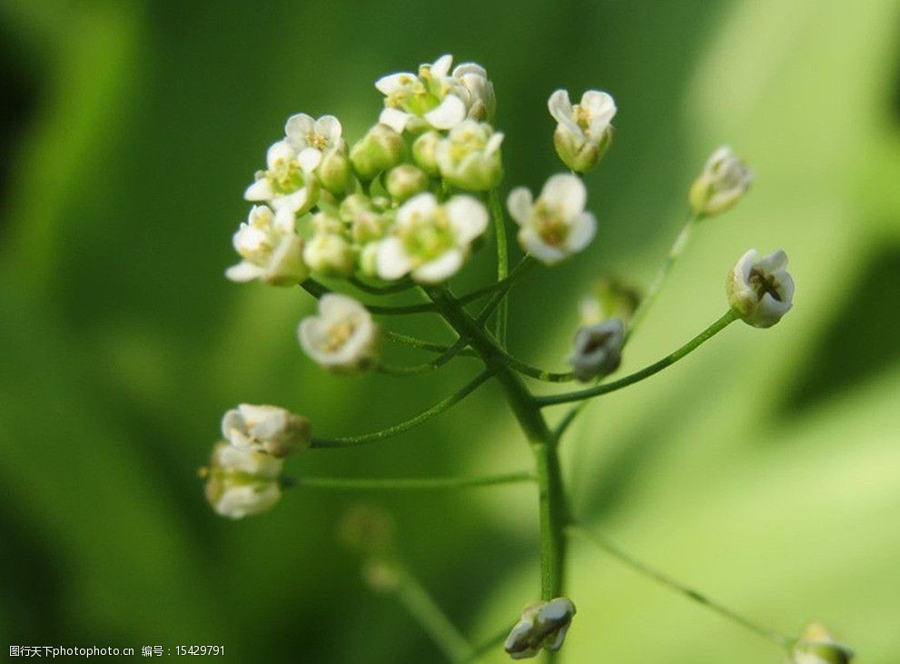 油菜花高清背景圖圖片