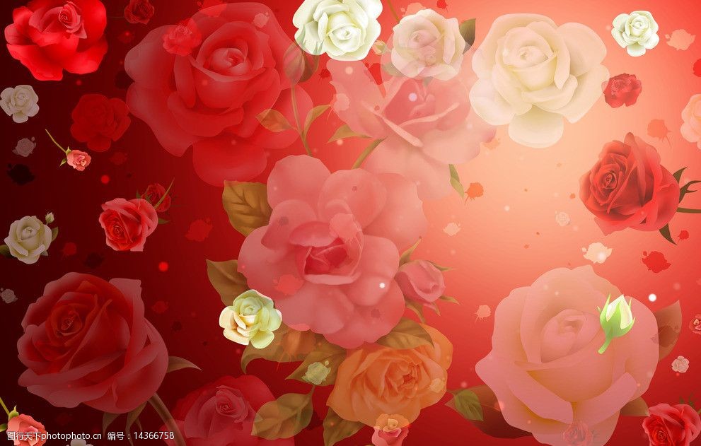 玫瑰花背景图片图片 图行天下素材网 玫瑰花背景图片图片 图行天下素材网
