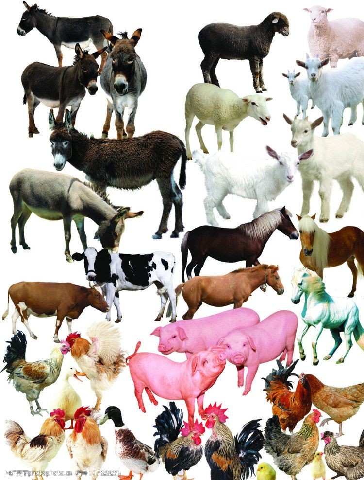 500种动物图片大全图片