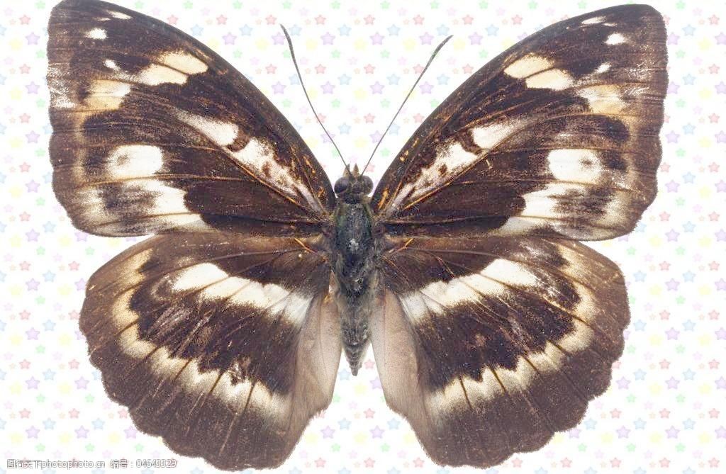 白色条形黑蝴蝶图片