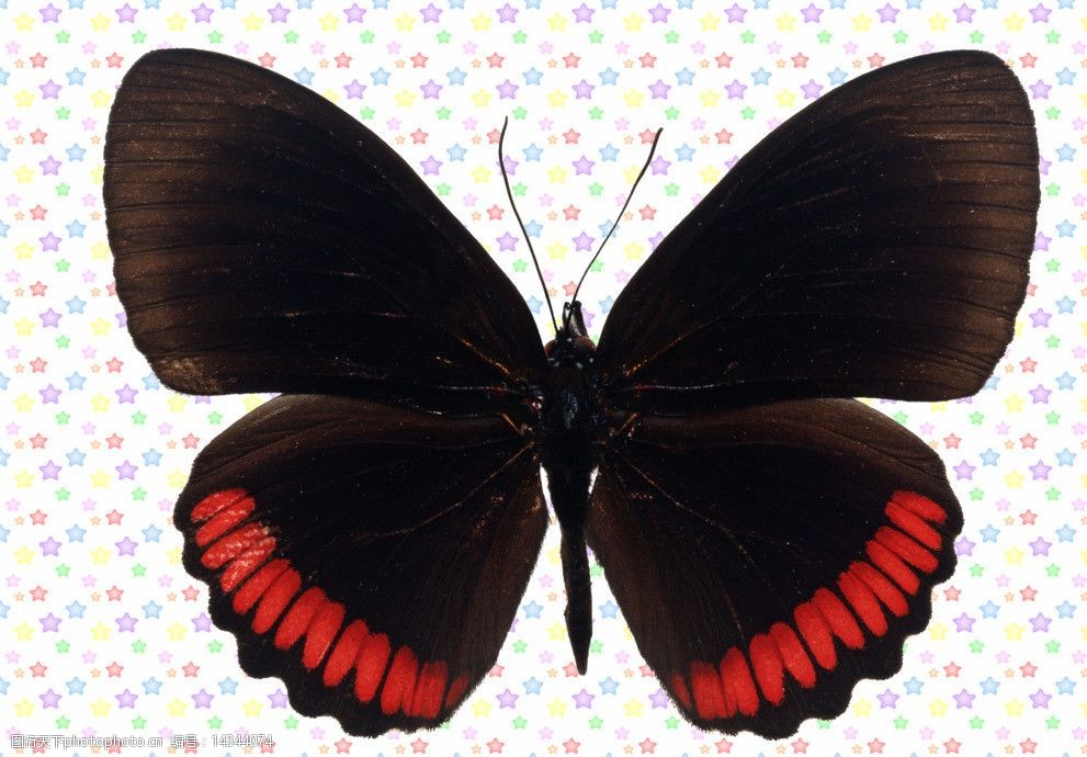 黑色红条斑蝴蝶图片