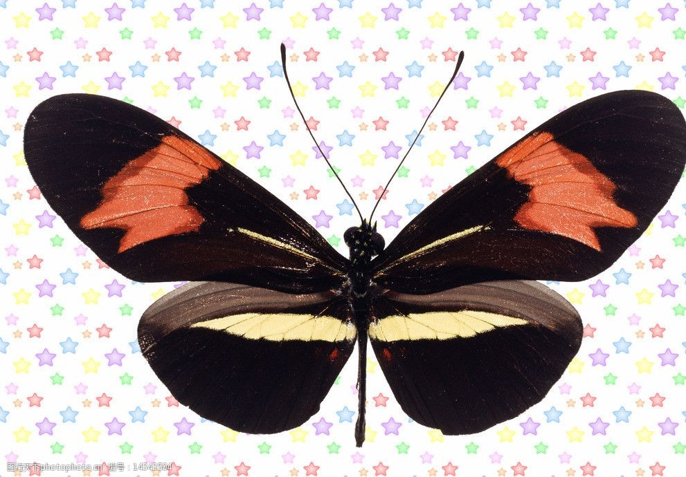 红黑白三色蝴蝶图片