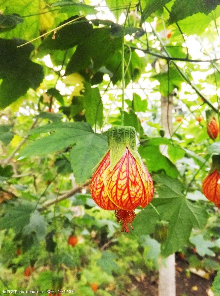 纹瓣悬铃花图片