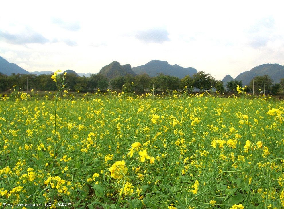 廣東油菜花圖片