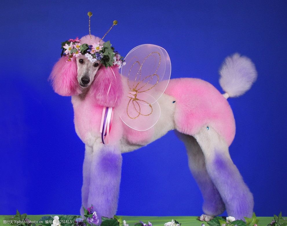 贵宾犬的艺术美容图片