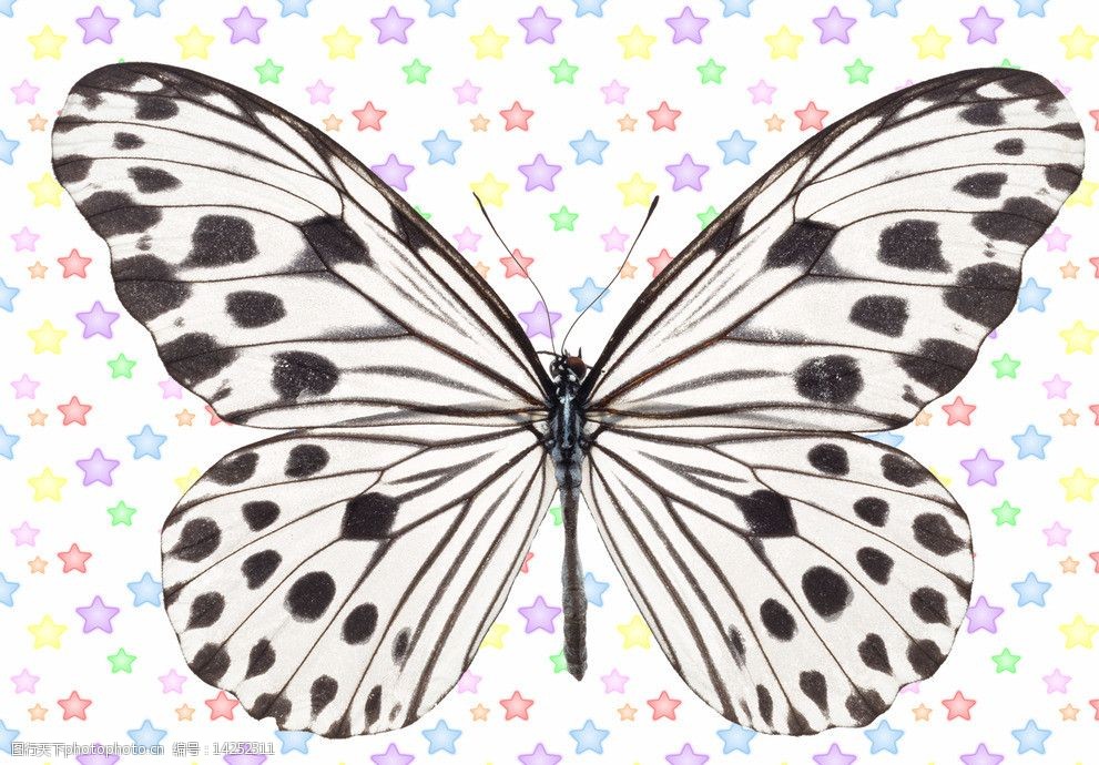 白色底黑色斑点蝴蝶图片