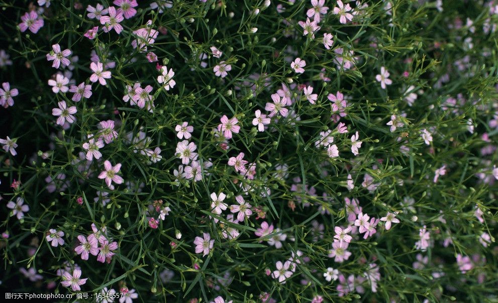 花丛背景素材图片