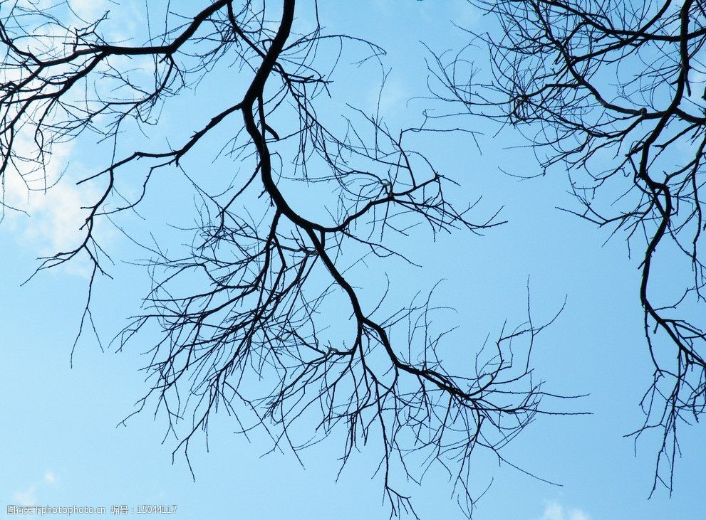 蓝天树枝图片