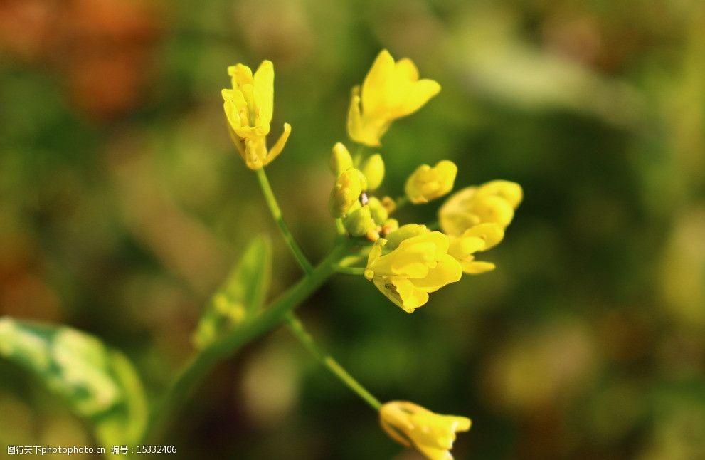 油菜花圖片