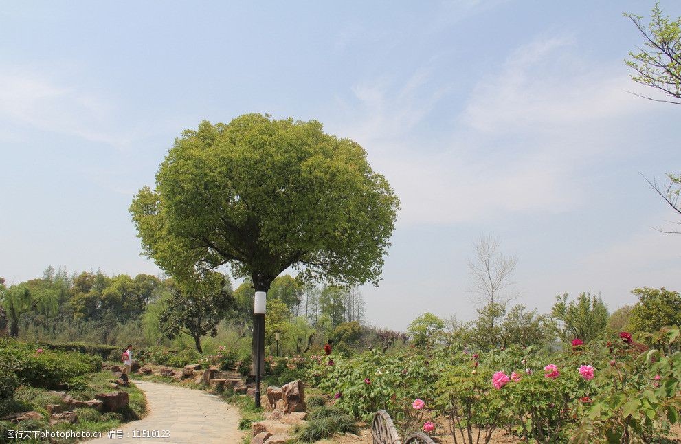关键词:公园植物景观 树形 饱满 孤植树种 城市公园 植物 自然风景