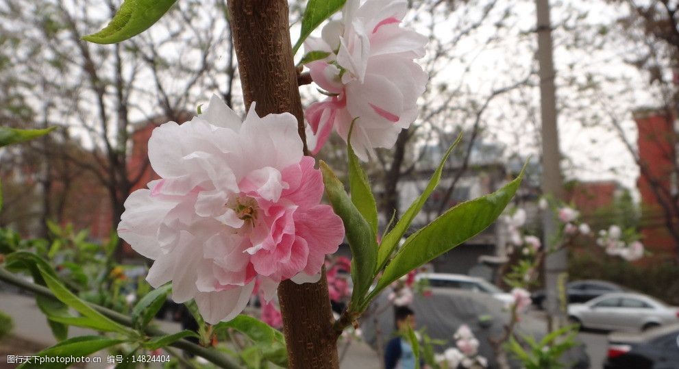 碧桃花圖片