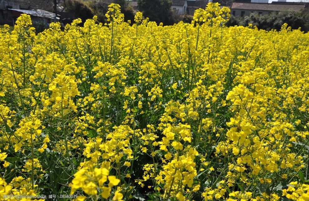 油菜花田園風光圖片