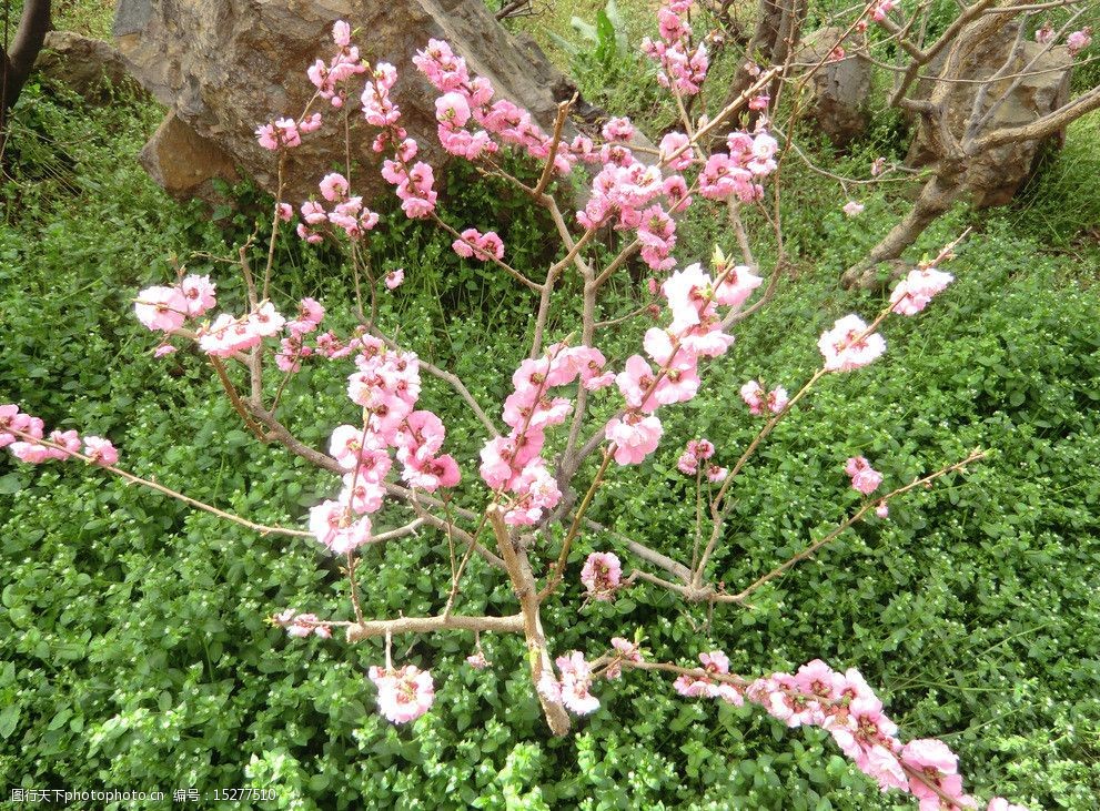 梅花树图片