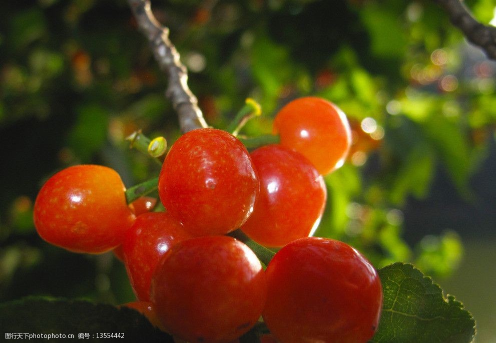 关键词:美丽果子 树 樱桃树 绿叶 果子 红色 樱桃
