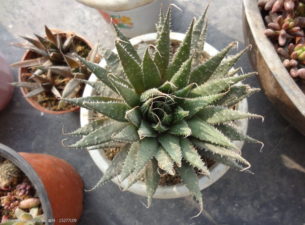 关键词:多肉 波路 多肉植物 多浆植物 花卉 植物