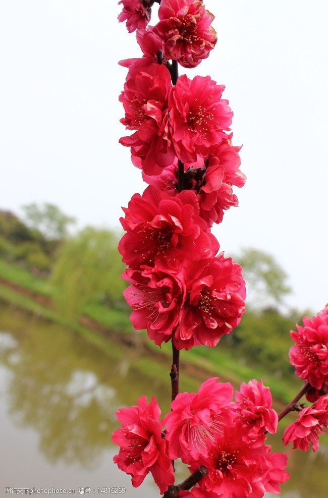 美丽的观赏桃图片