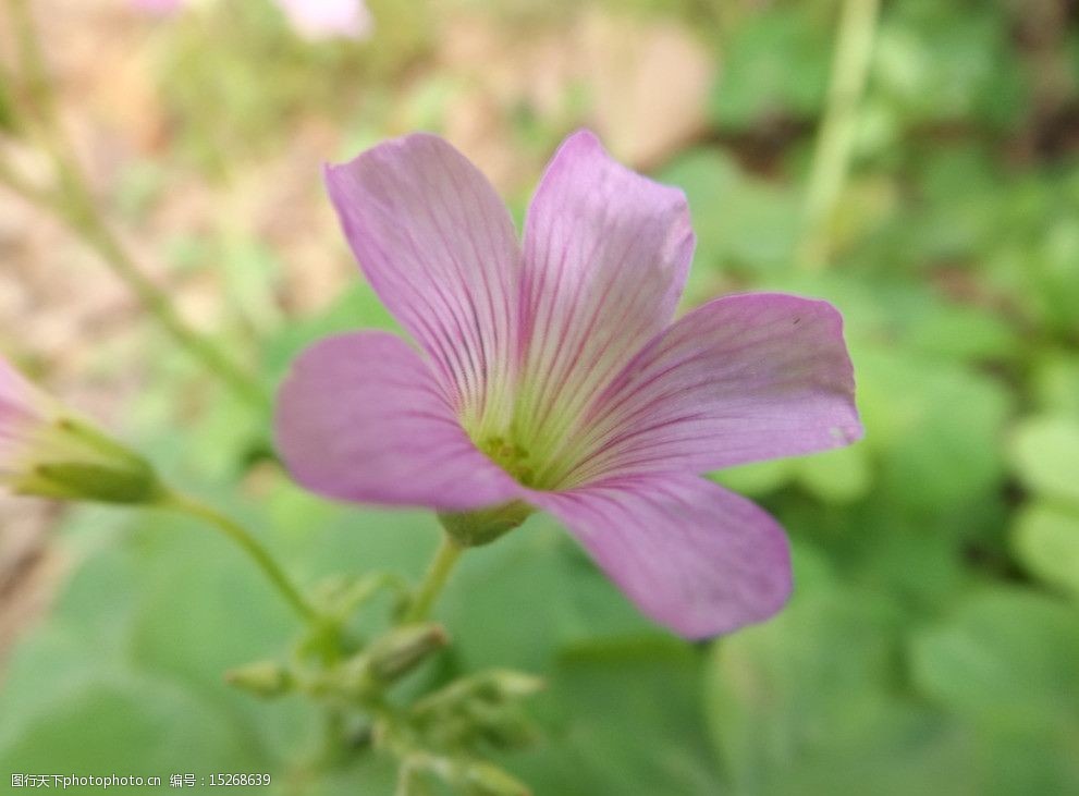 紅花三葉草幸運花圖片