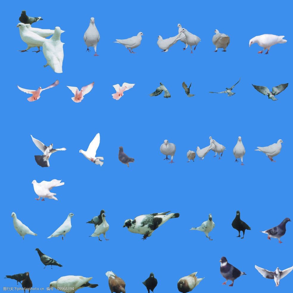 关键词:飞行动物素材 鸟类 素材 插图 平面 ps 生物世界 设计 350dpi