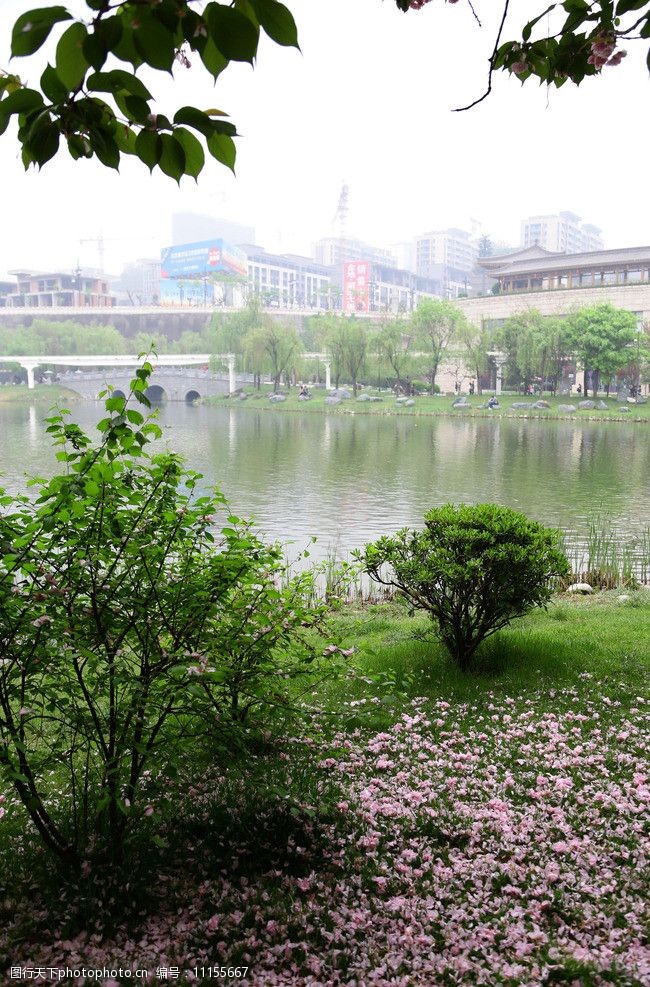 樱花湖水图片