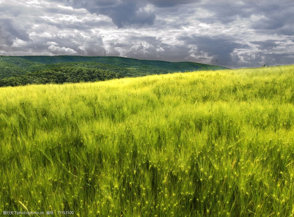 关键词:生长茂盛的草 蓝天白云草地树木 蓝天 白云 草地 树木 树林
