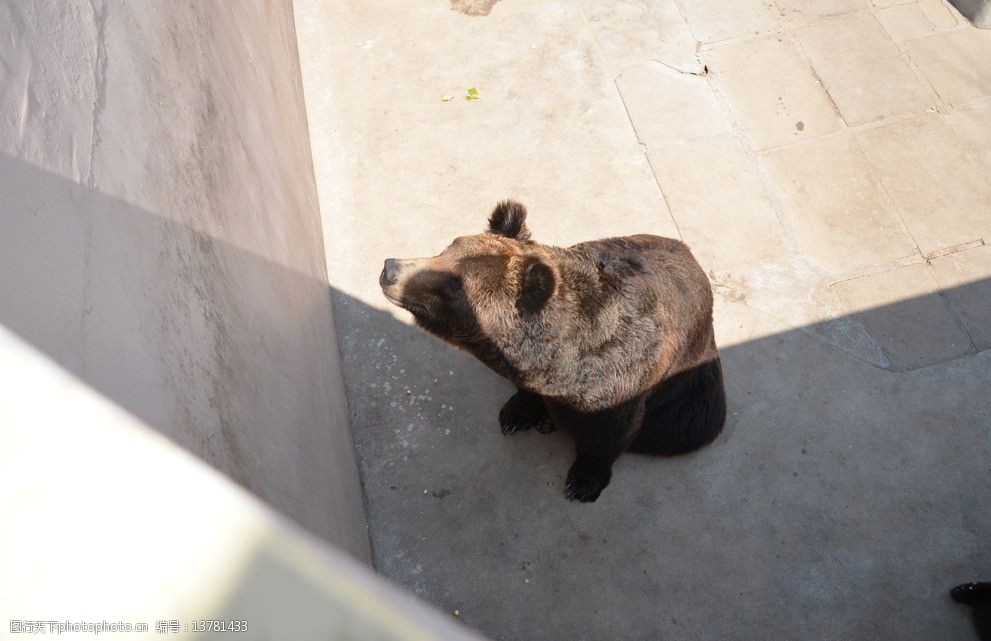 榮成野生動物園熊圖片