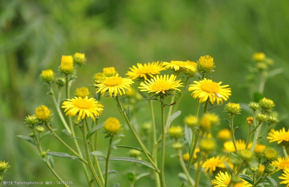 黄色的野花图片