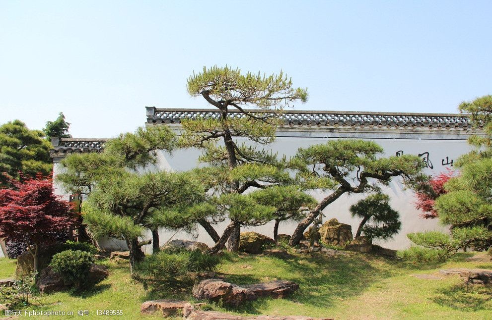 松树风景盆栽图片