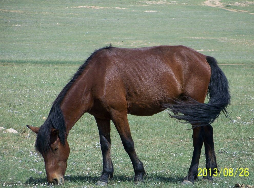 草原马儿图片
