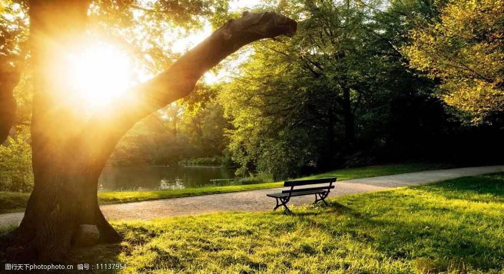 公园草地树林风景图片