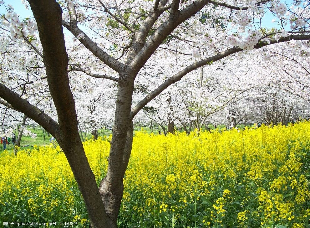 花卉風景 花卉 櫻花 油菜花 清新 爛漫 白色 黃色 風景 花卉系列 花草