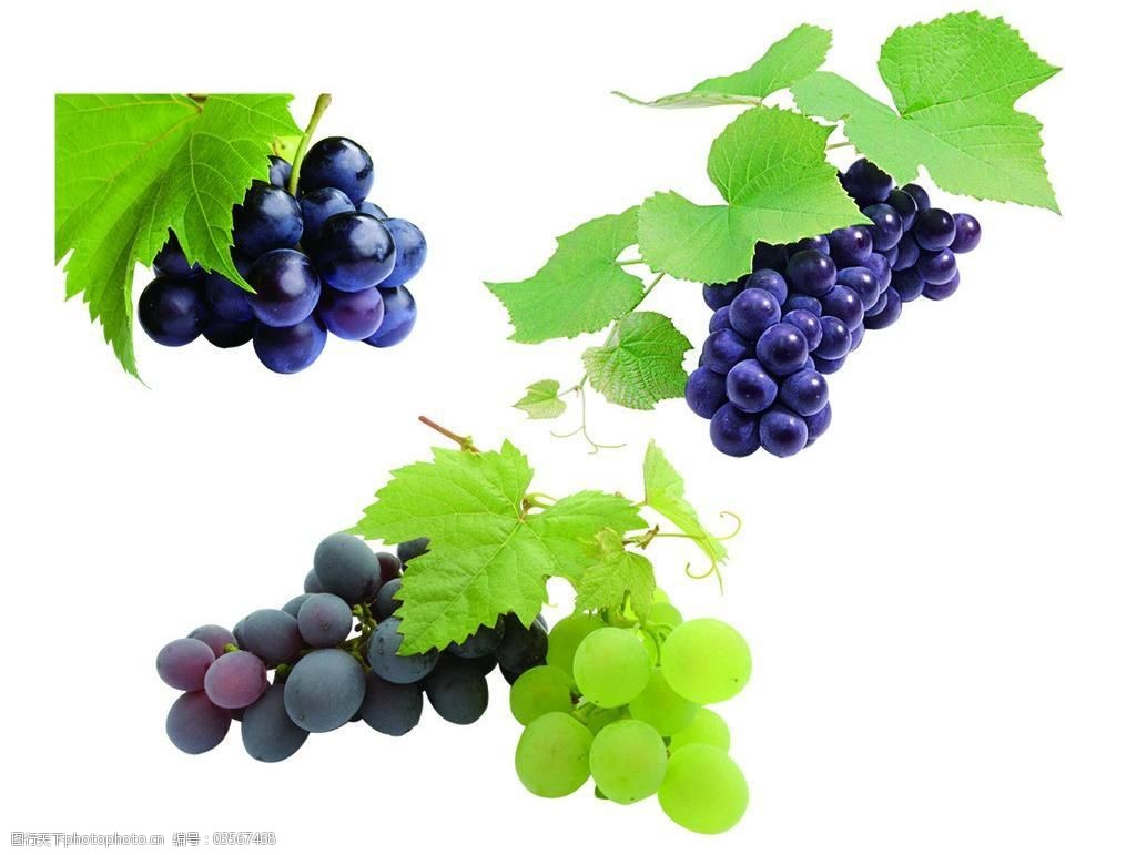 葡萄素材图片
