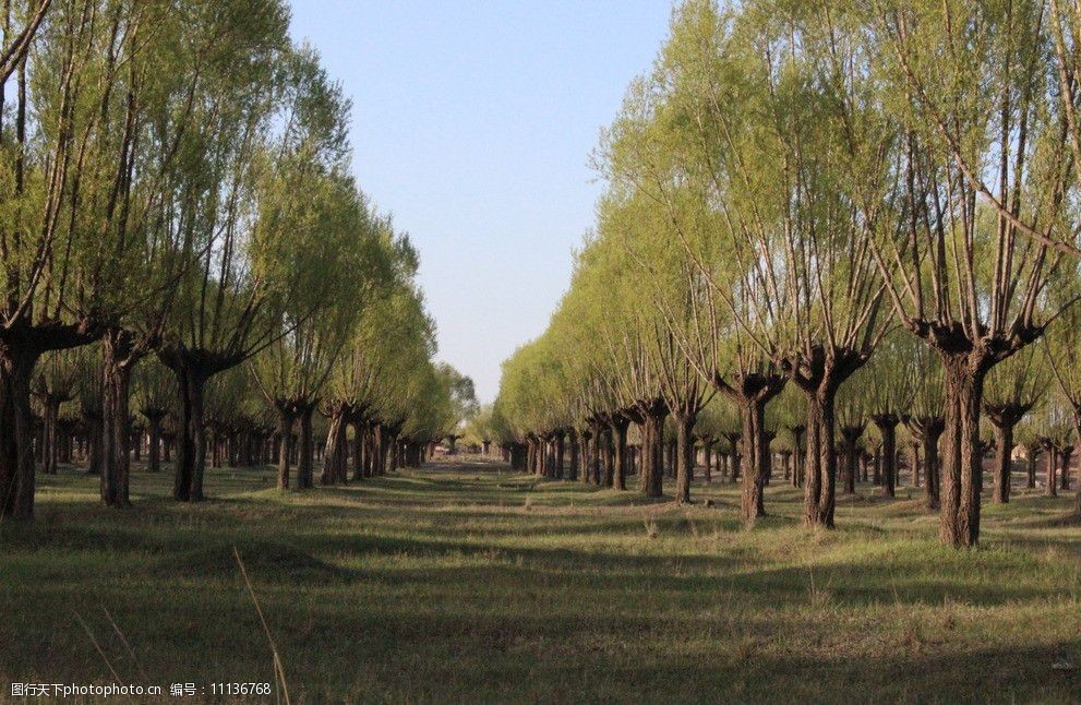 春天的柳樹林 柳樹林 綠色的草地 蔚藍的天空 春天 自由 自然風景