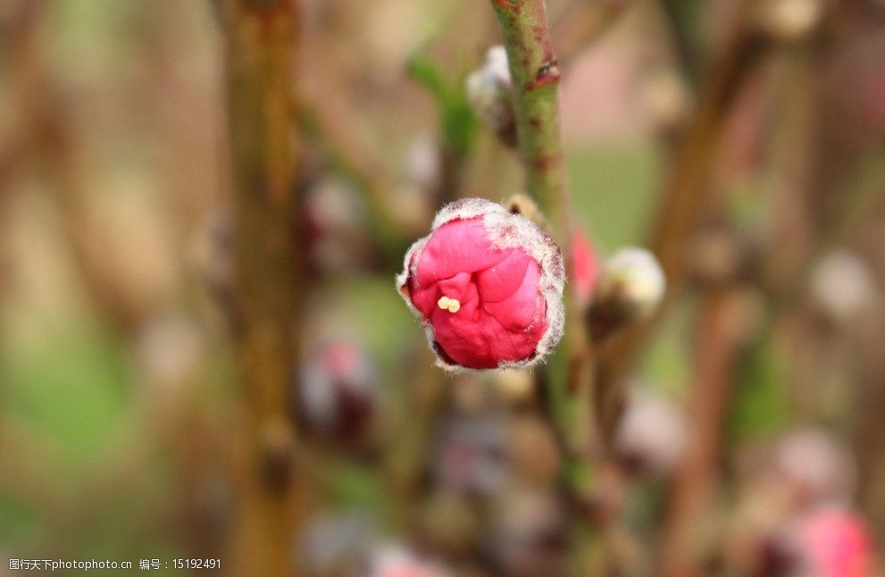 桃花的花蕾图片