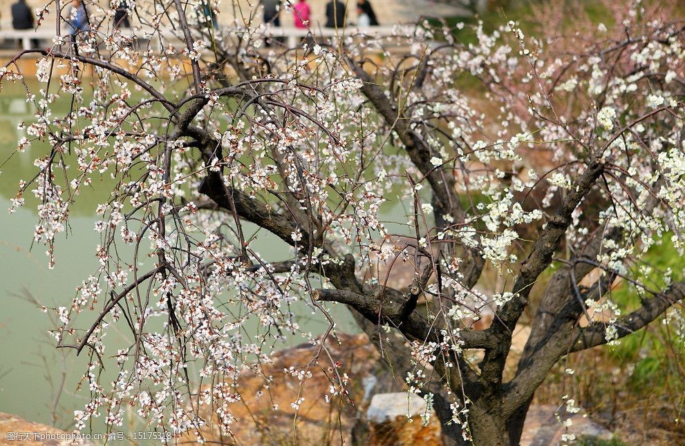 梅花梅园无锡梅花图片