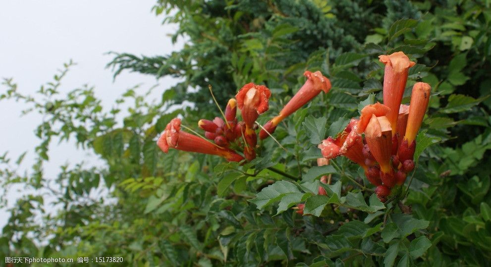 紅花綠葉花卉圖片