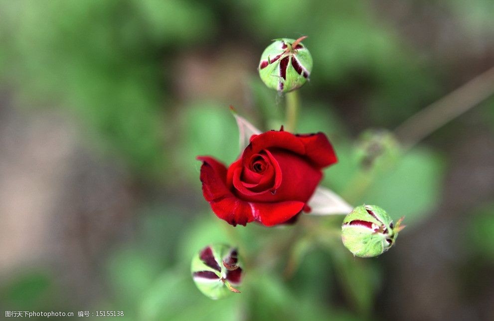 关键词:红色蔷薇 蔷薇 月季 红色 春季 花 花草 生物世界 摄影 72dpi