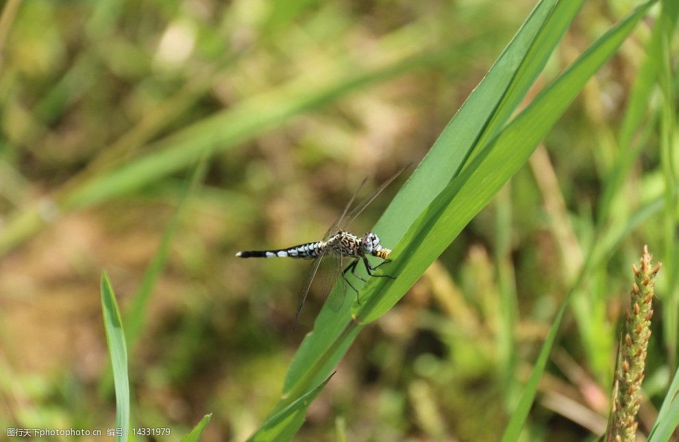 蜻蜓吃虫子图片