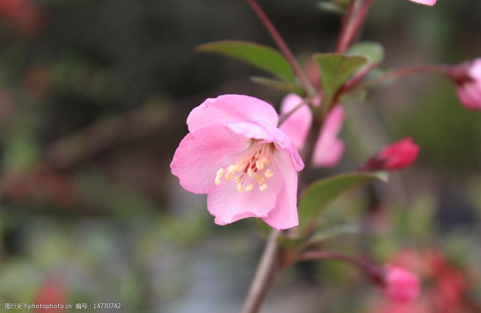 關鍵詞:桃花攝影圖片 花朵 花蕊 花枝 花蕾 粉紅色 前實後虛 花草