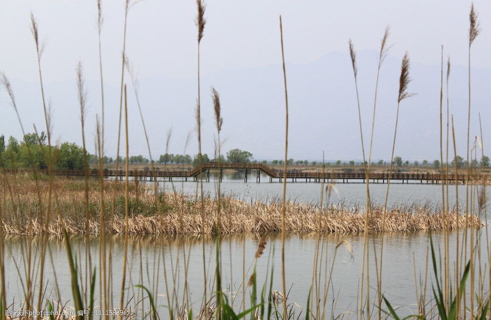 野鴨湖溼地公園圖片