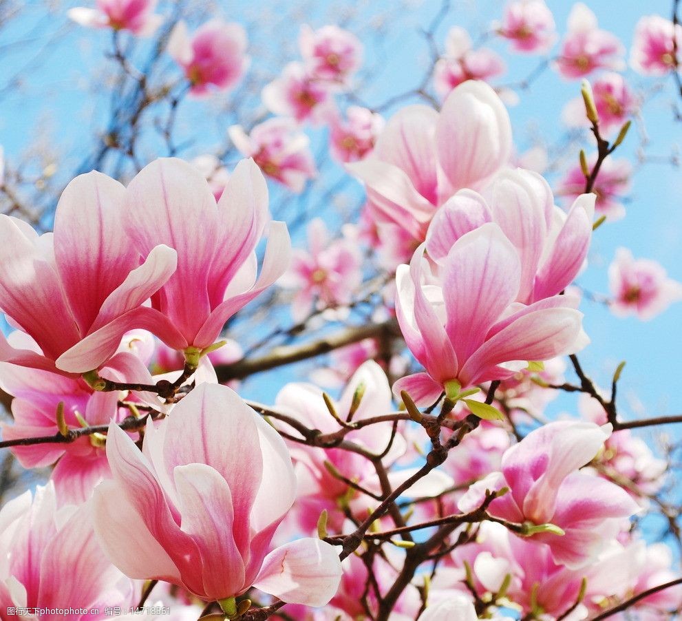 粉红色木兰花树枝特写图片