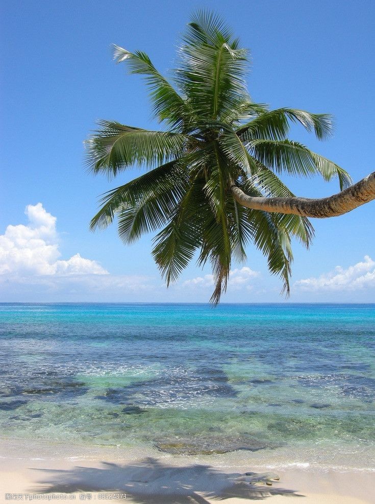 关键词:海滩上的椰子树 椰子树 摄影 海滩 大海 蓝天 树木树叶 生物