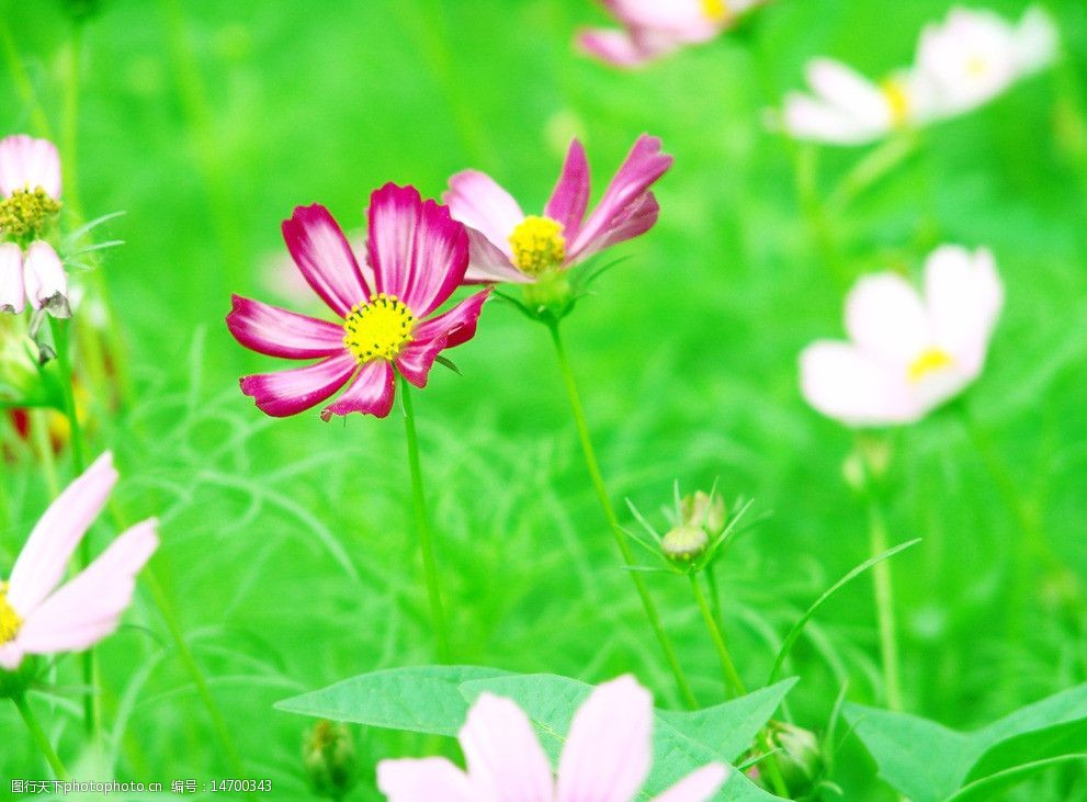 關鍵詞:格桑花 花朵 綠色 美圖 清新 唯美 花草 生物世界 攝影 72dpi