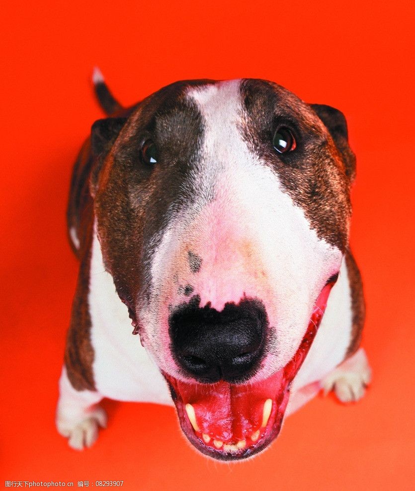 关键词:牛头犬 狗 小狗 犬 家庭宠物 宠物 动物写真 动物 可爱动物 萌